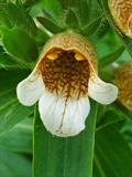Digitalis lanata
